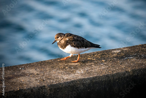 Ruddy Turnstone on sea wall by ocean
