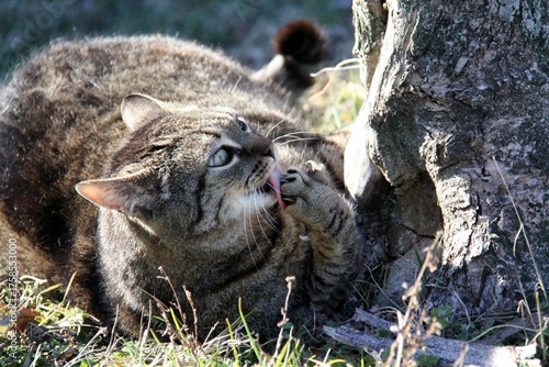 close up of a tabby cat