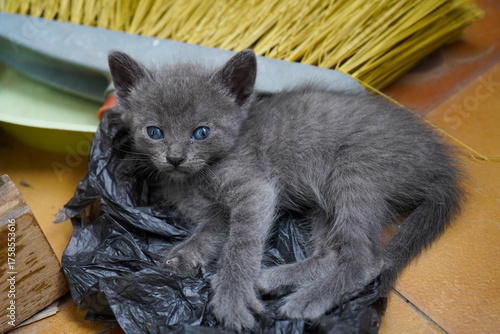 Kitten baby with blue eyes laying on tiles on balcony.