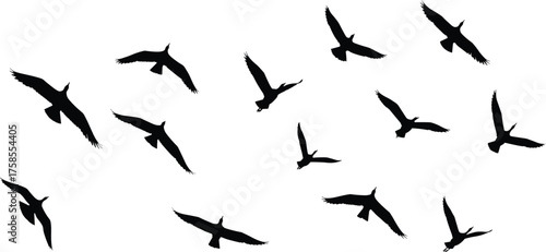 Silhouette flock of birds flying in open sky, migratory avian wildlife in motion, black bird shapes isolated on white background vector illustration