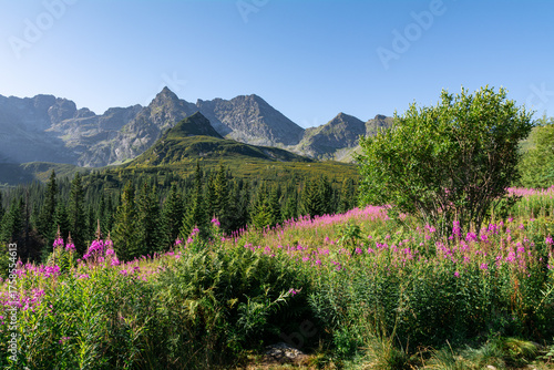 Fototapeta Naklejka Na Ścianę i Meble -  Góry Tatry - Polska