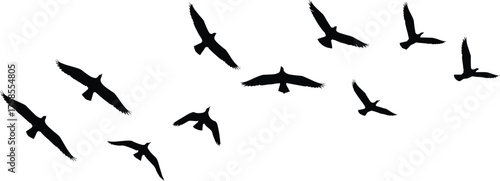 Silhouette flock of soaring birds in open sky, graceful avian shapes in motion, black flying wildlife isolated on white background vector illustration design