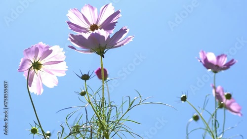 Beautiful flowers blooming in summer
여름에 피는 아름다운 꽃
