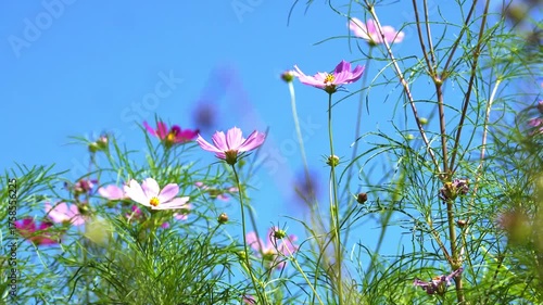 Beautiful flowers blooming in summer
여름에 피는 아름다운 꽃
