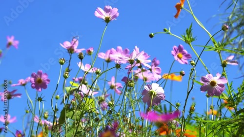 Beautiful flowers blooming in summer
여름에 피는 아름다운 꽃
