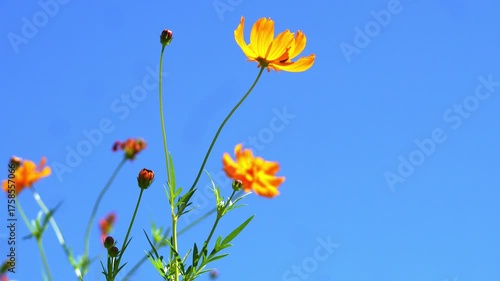 Beautiful flowers blooming in summer
여름에 피는 아름다운 꽃
