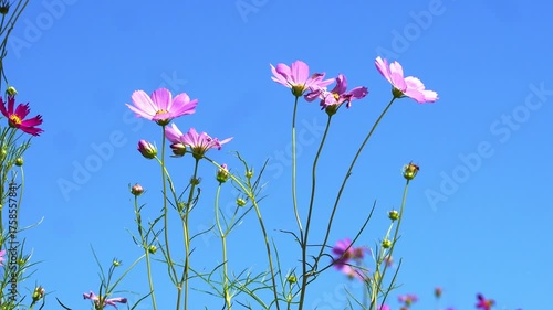 Beautiful flowers blooming in summer
여름에 피는 아름다운 꽃
