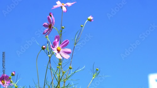Beautiful flowers blooming in summer
여름에 피는 아름다운 꽃
