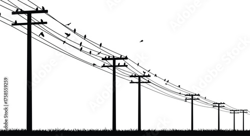 Silhouette illustration of birds sitting on long electric power lines and poles above grass field, peaceful nature and rural landscape vector design
