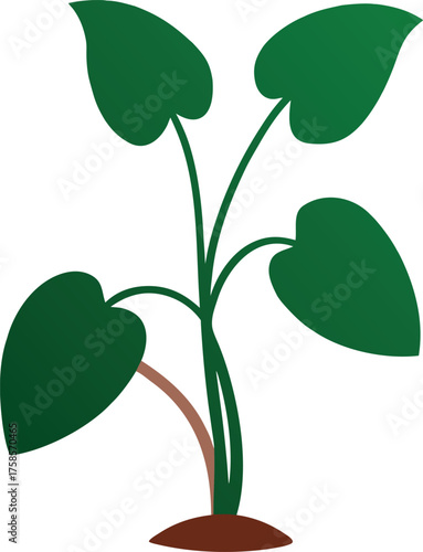Taro Plant with Five Green Heart-Shaped Leaves and Brown Stem in Soil Illustration