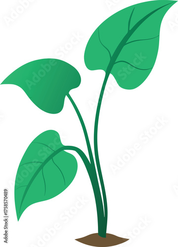 Taro Plant with Three Green Veined Leaves and Brown Soil Base Illustration