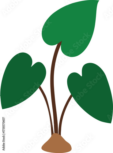 Taro Plant with Three Green Heart-Shaped Leaves and Brown Bulb Base Illustration