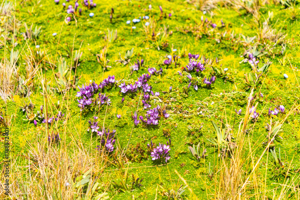 Fototapeta premium Texture of green moss adorned with multicolored flowers.