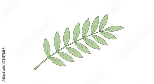 A light green branch with many oval shaped leaves pointing outwards from the stem.