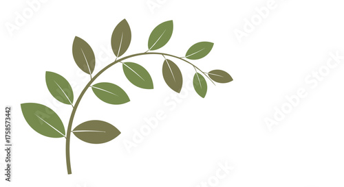 A delicate branch with green leaves arches gracefully against a white background.