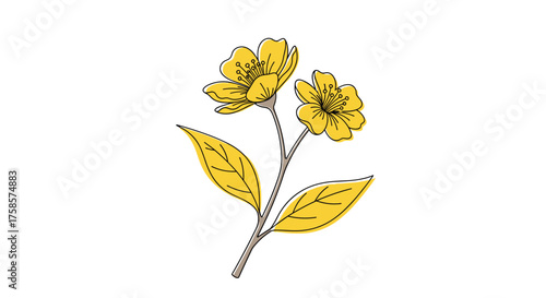 A delicate yellow wildflower with two blooms and green leaves on a white background.