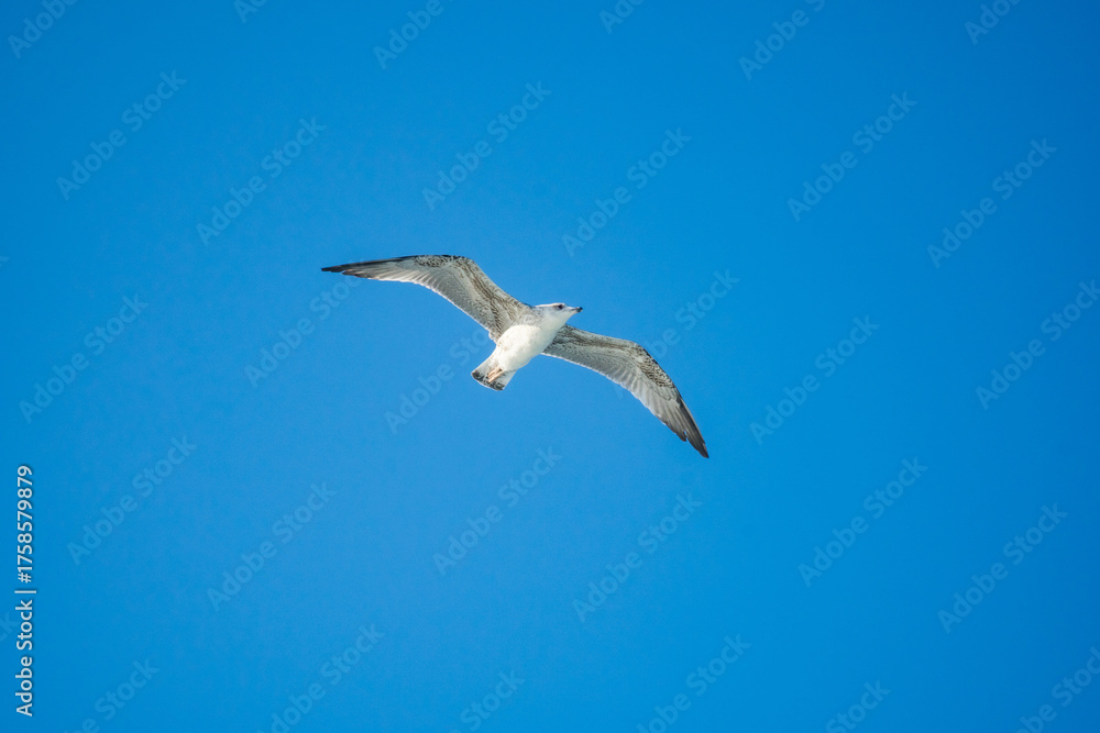 Obraz premium Seagulls gracefully flying over the sea behind the ship waiting for food.