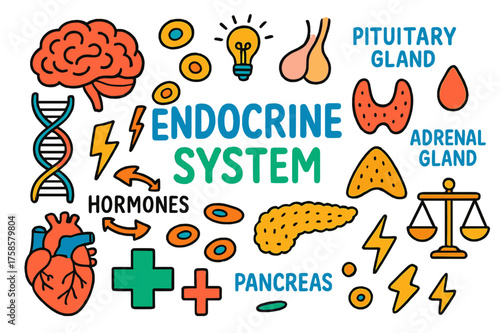 Colorful Endocrine Doodle. Endocrine System. Colorful Hand-drawn doodle Children illustration Endocrine System thyroid, adrenal gland, pancreas, pituitary