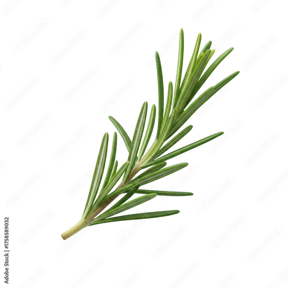 Obraz premium Fresh green rosemary sprig with needle like leaves herb leaf