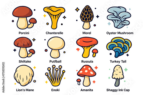 Colorful Mushroom Icons. Mushroom varieties. Colorful isometric vector icons set of mushroom varieties: porcini, chanterelle, morel, oyster mushroom, shiitake,