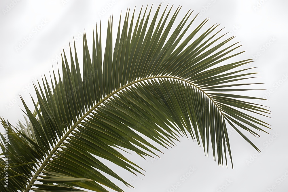 Fototapeta premium Vibrant green palm frond curves gracefully against a bright sky