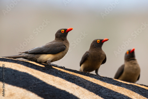 ZEBRE DE BURCHELL - PIQUEBOEUF A BEC ROUGE-94564.JPG