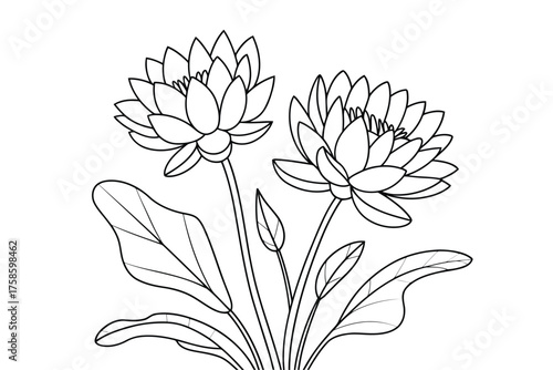 Black and white line art illustration of two blooming water lilies with large leaves water lily lotus