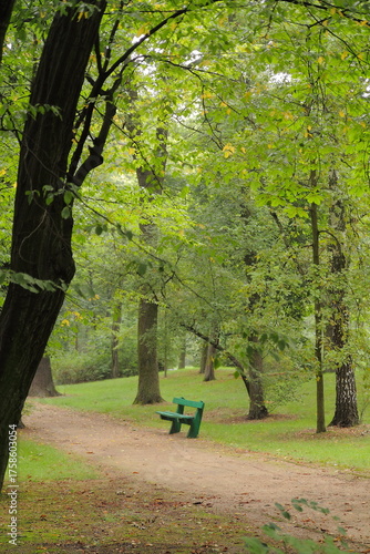 Quiet Autumn Park Alley with Green Bench and Tall Trees - Vertical Shot
