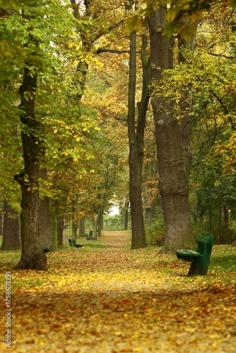 Vertical Autumn Park Alley with Green Benches and Yellow Fallen Leaves