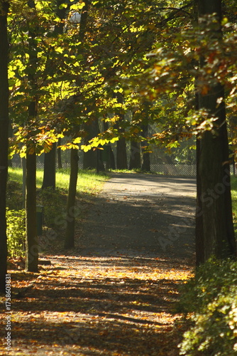 Vertical Park Path with Strong Shadow and Sunlight Filtering Through Trees