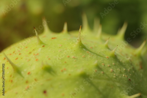 Extreme Macro of Green Spiky Chestnut Husk (Aesculus hippocastanum)