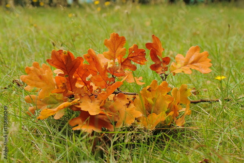 Oak Branch with Golden Autumn Leaves Lying on Bright Green Grass