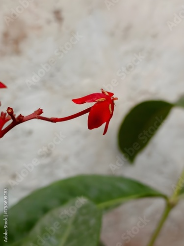 small red flower on a small branch with green leaf