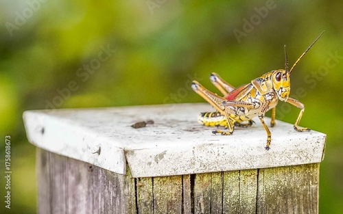 A striking closeup photograph of a colorful lubber grasshopper in Florida highlights its bold markings and unique features. The detailed view showcases the insect’s textured body.