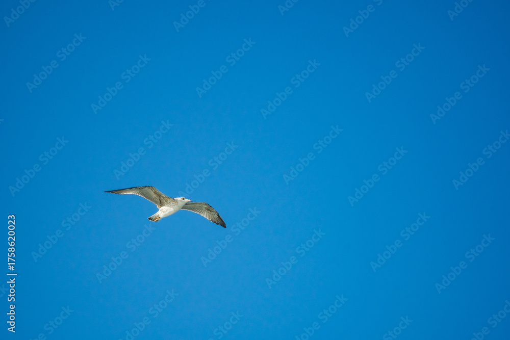 Obraz premium Seagulls gracefully flying over the sea behind the ship waiting for food.