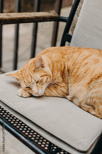 Cute red cat lying on a pillow in street cafe in Kotor old town, Montenegro.