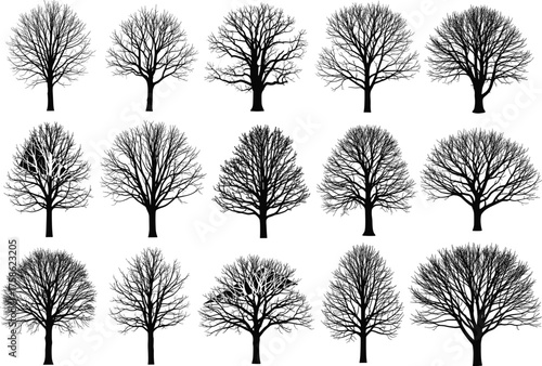Leafless tree silhouette, winter trees, black vector, branching pattern, botanical design, forest illustration, nature graphic, deciduous tree art, seasonal structure