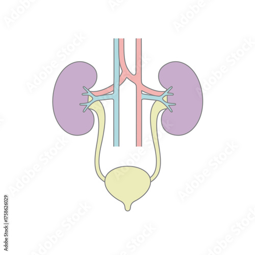 Illustration of the human urinary system with kidneys, ureters, and bladder.