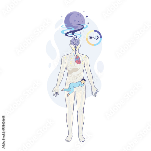 Illustration of a human body with a sleeping figure inside, brain, heart, and clock, representing sleep and body functions.