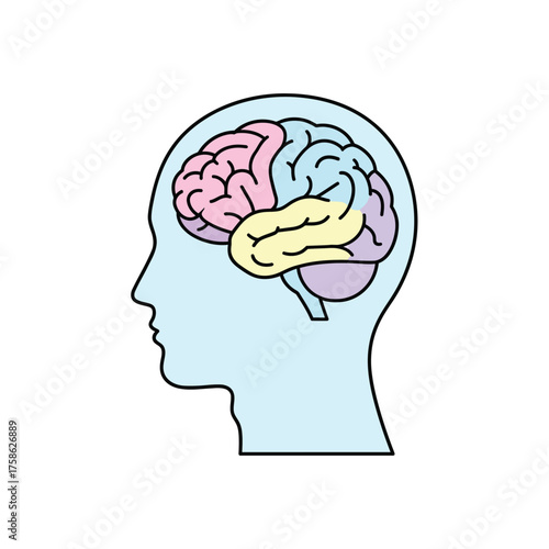 Illustration of a human head with the brain visible inside.