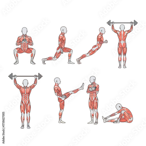 Anatomical illustration of a person performing various exercises.