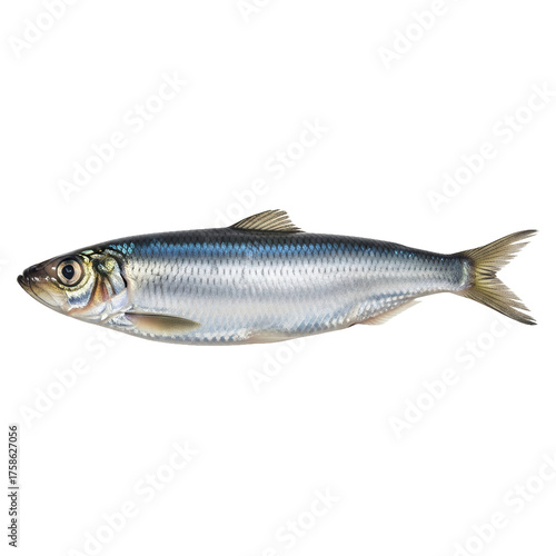 Freshly caught herring fish with shiny scales and streamlined body.