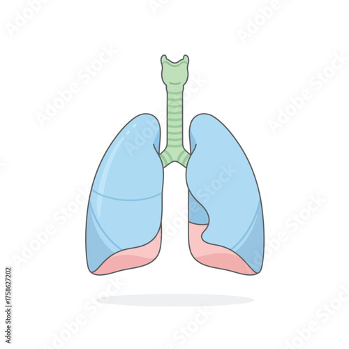 Illustration of human lungs and trachea, with blue and pink lungs and green trachea.