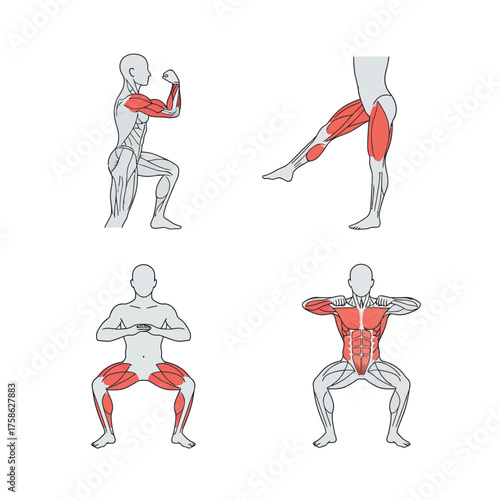 Diagram of exercises showing muscles used during different movements.
