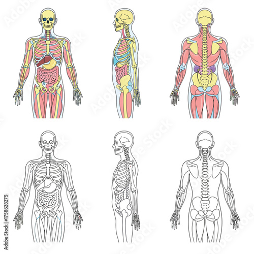 Human anatomy diagrams: front, side, and back views, with and without color.