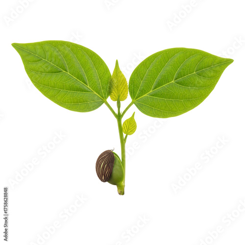 Emerging Seedling with Green Leaves and Sprout.