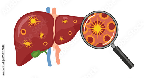 Magnifying glass inspecting the human liver organ and its detailed cellular structures under examination.