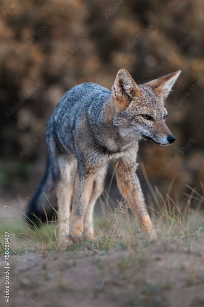 Fototapeta premium South American gray fox, Lycalopex griseus, Peninsula Valdes, Chubut Province, Patagonia, Argentina.