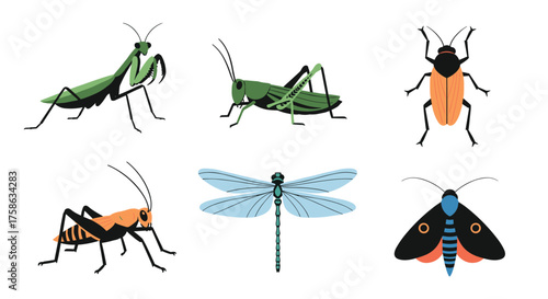 A collection of diverse insect species including praying mantises grasshoppers beetles dragonflies and moths.