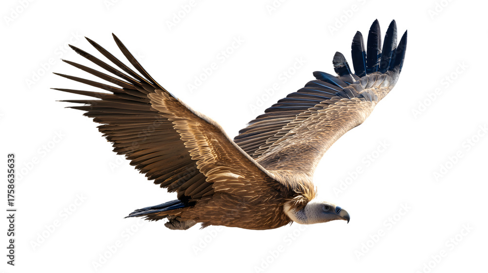 Fototapeta premium Majestic vulture soars with wings spread against a dark background